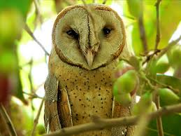 barn owls