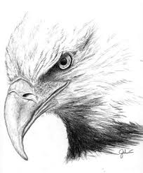eagle sketches