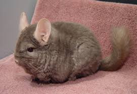 chinchillas toys