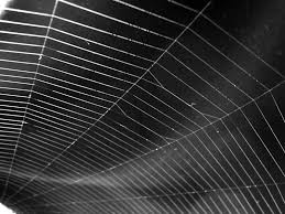 spider webs
