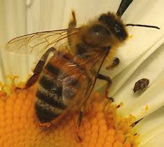 هل تعلم أن بعض النحل يشرب الخمر ويعاقب عليه؟ Images?q=tbn:_9jsRuAZMjjAvM:htt