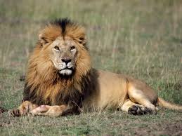 lions pics