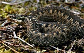 real snake pictures