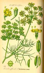 fenouil sauvage
