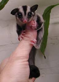 sugar glider pets