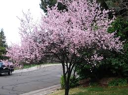 pictures of different plum trees