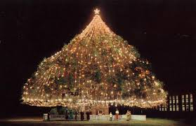 living xmas tree