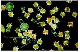 marine zooplankton