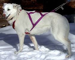 sled dog harnesses