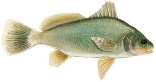 freshwater fish identification