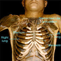 anatomy lab models