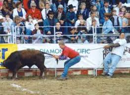 rodeo bull riding