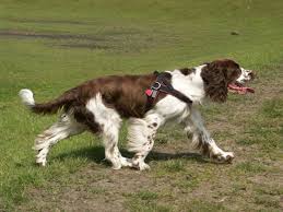 springer spaniel
