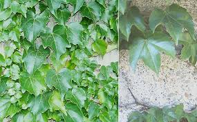 boston ivy