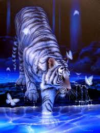 white tiger pictures