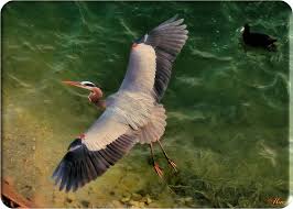 flying birds wallpapers
