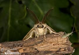gypsy moth pictures