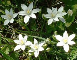 star of bethlehem