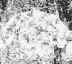 arctic camo clothing