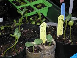 watermelon seedlings