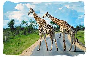 kruger national park