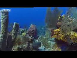 bbc wild caribbean