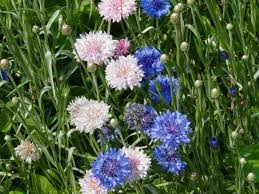 cornflower