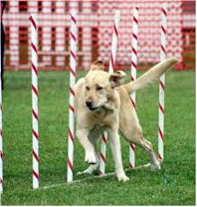 dog weave poles