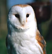 barn owls