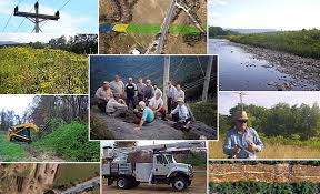 vegetation management