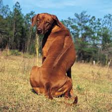 rhodesian ridgeback pictures