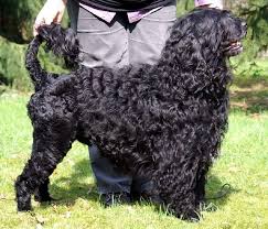 dog for
