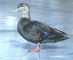 gambar bebek