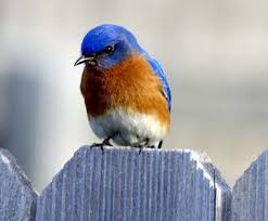 birds in new york