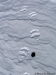 polar bear prints