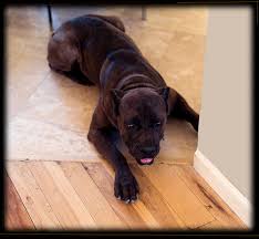 cane corso vs pitbull