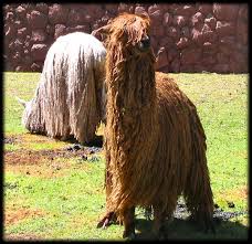 llamas