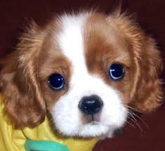 cavalier king charles dog
