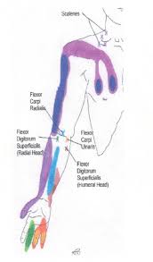 trigger point charts
