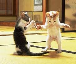 cats