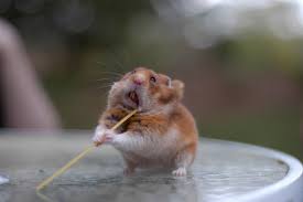 ninja hamster