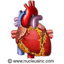 slow heartbeat