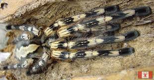 poecilotheria fasciata