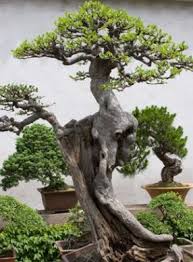 bonsai plants