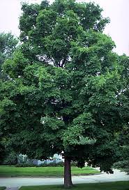 sugar maple tree photos