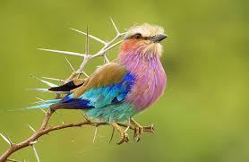 birds of canada