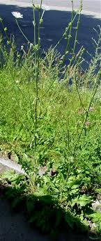 chicory plants