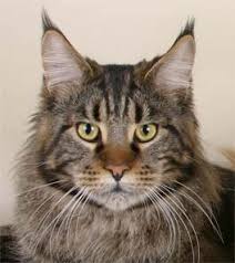main coon cats