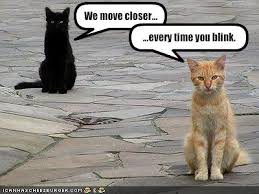 cat calm