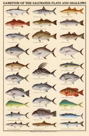 freshwater fish identification